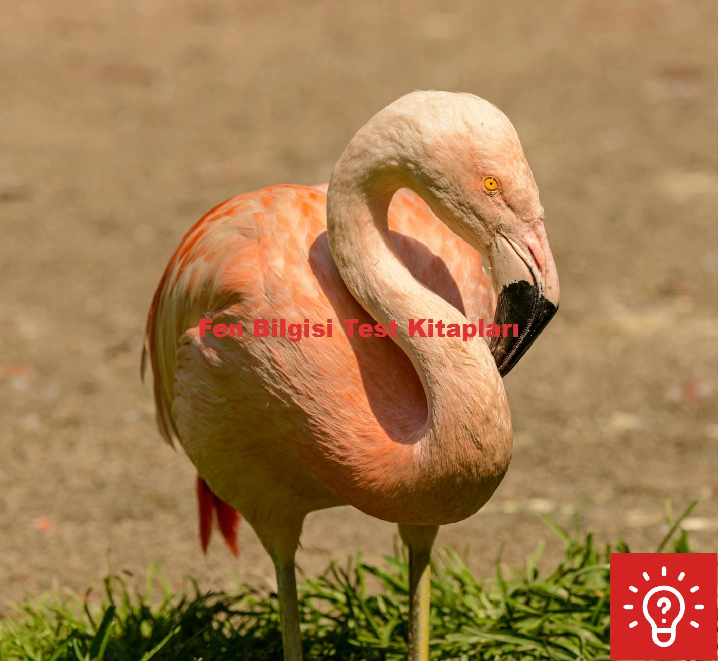 Fen Bilgisi Test Kitapları