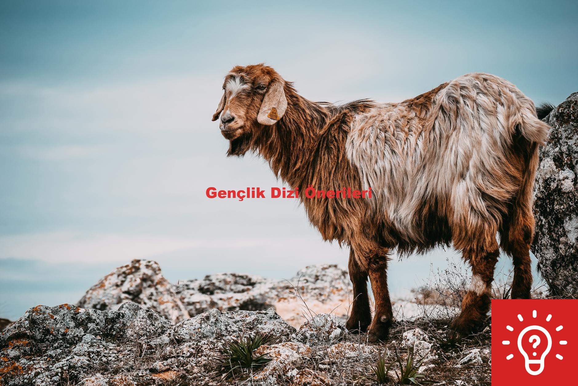 Gençlik Dizi Önerileri
