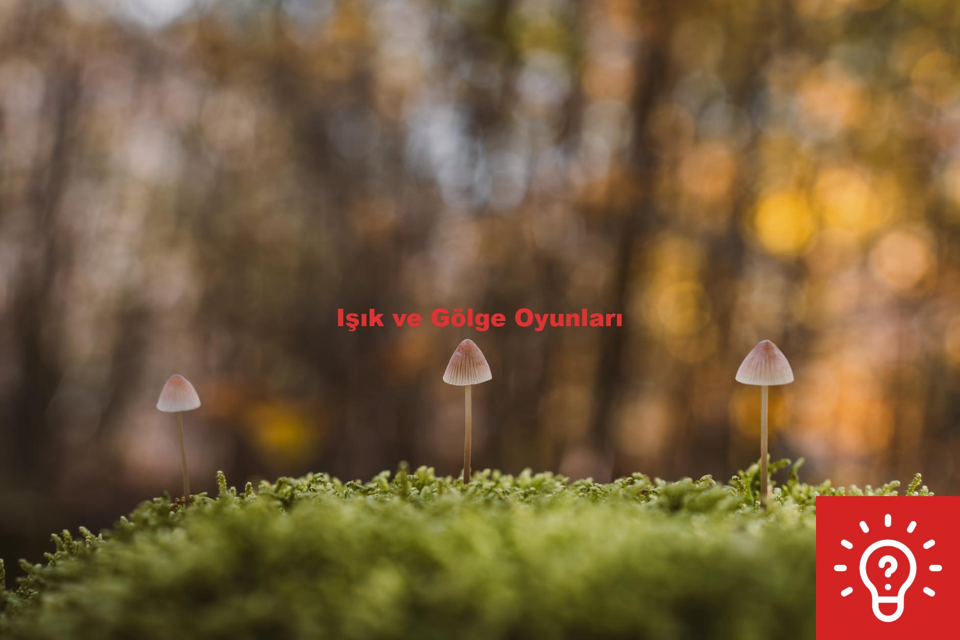 Işık ve Gölge Oyunları