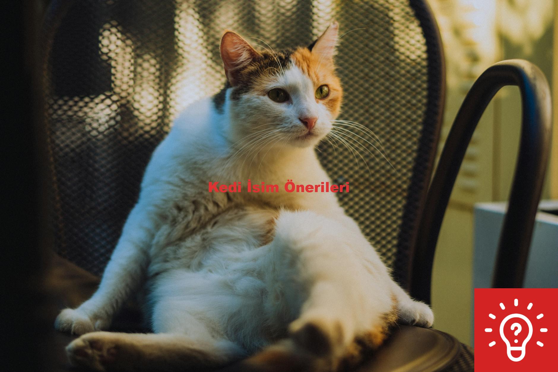 Kedi İsim Önerileri