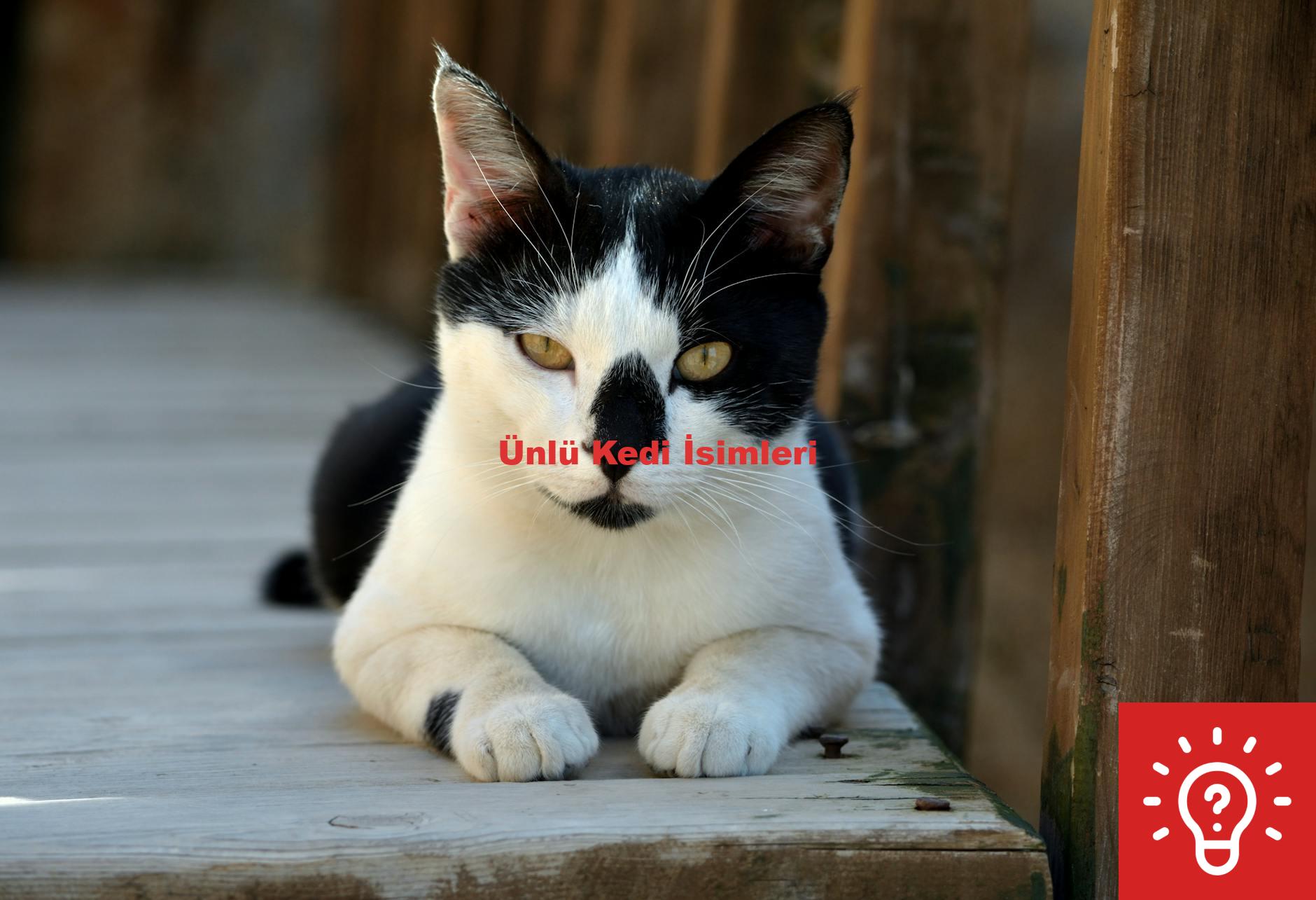 Ünlü Kedi İsimleri