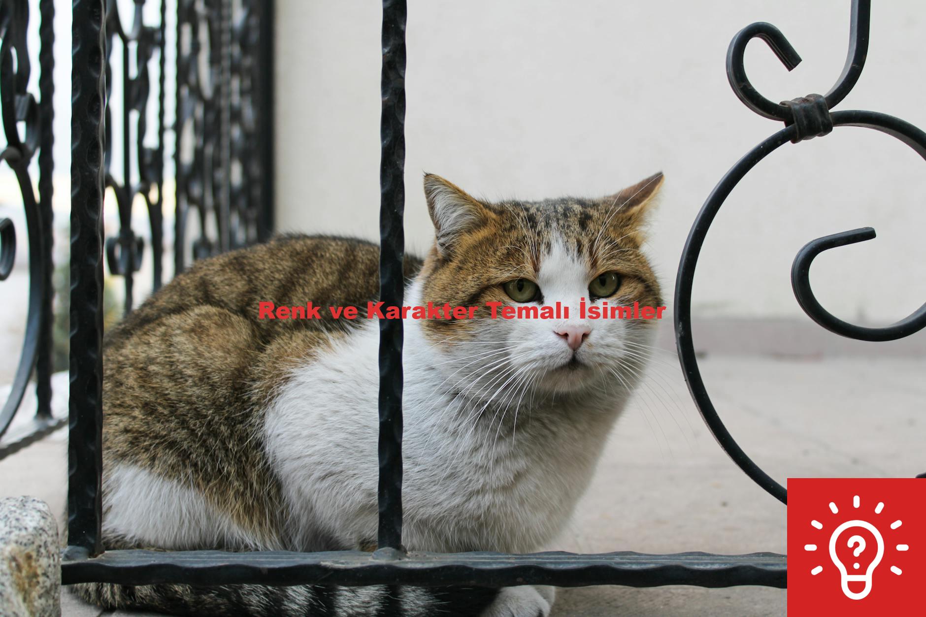 Renk ve Karakter Temalı İsimler