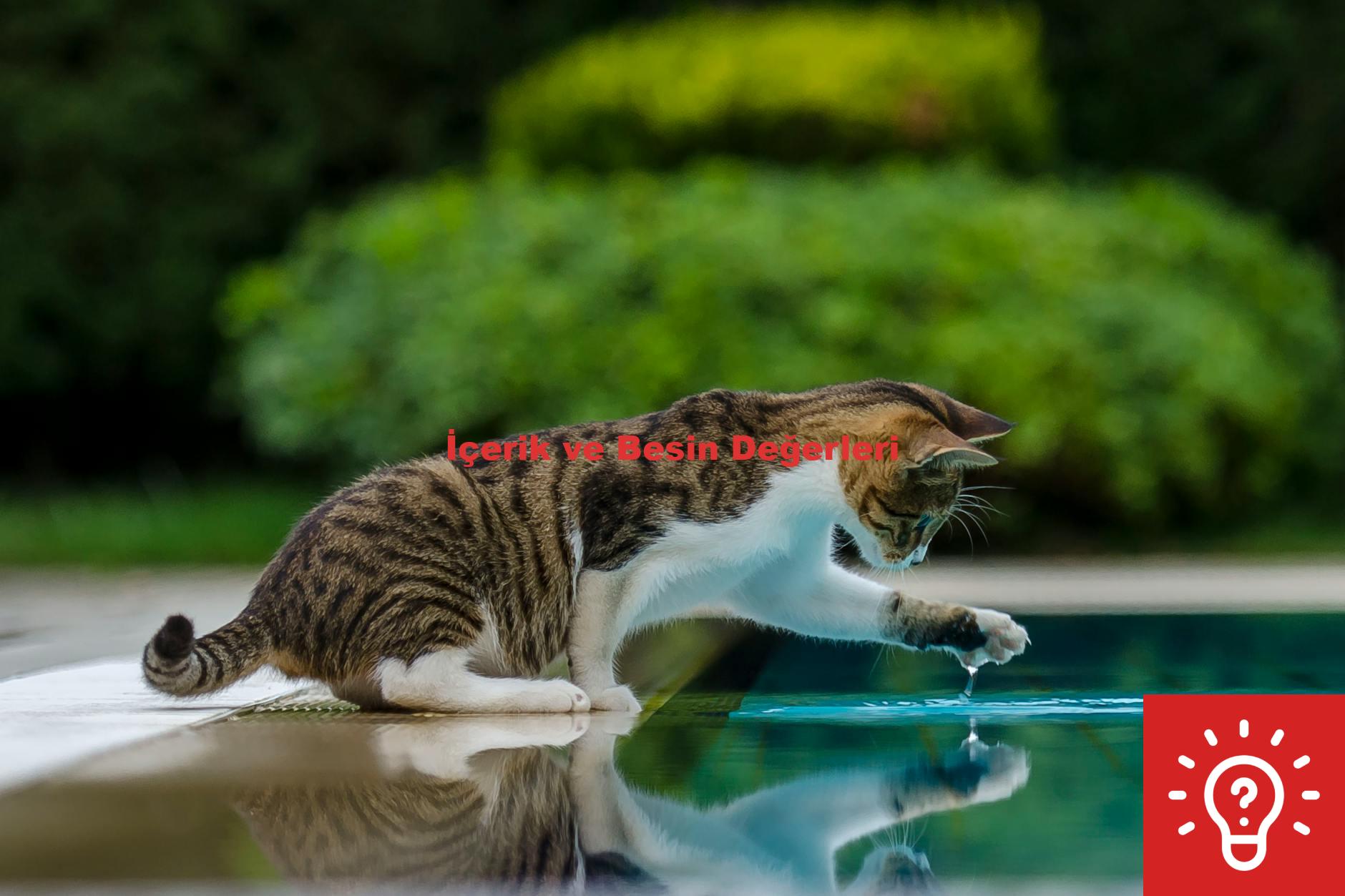 İçerik ve Besin Değerleri