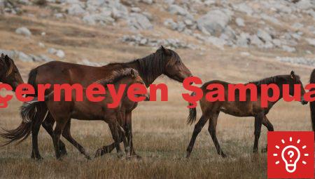 Kimyasal İçermeyen Şampuan Önerileri