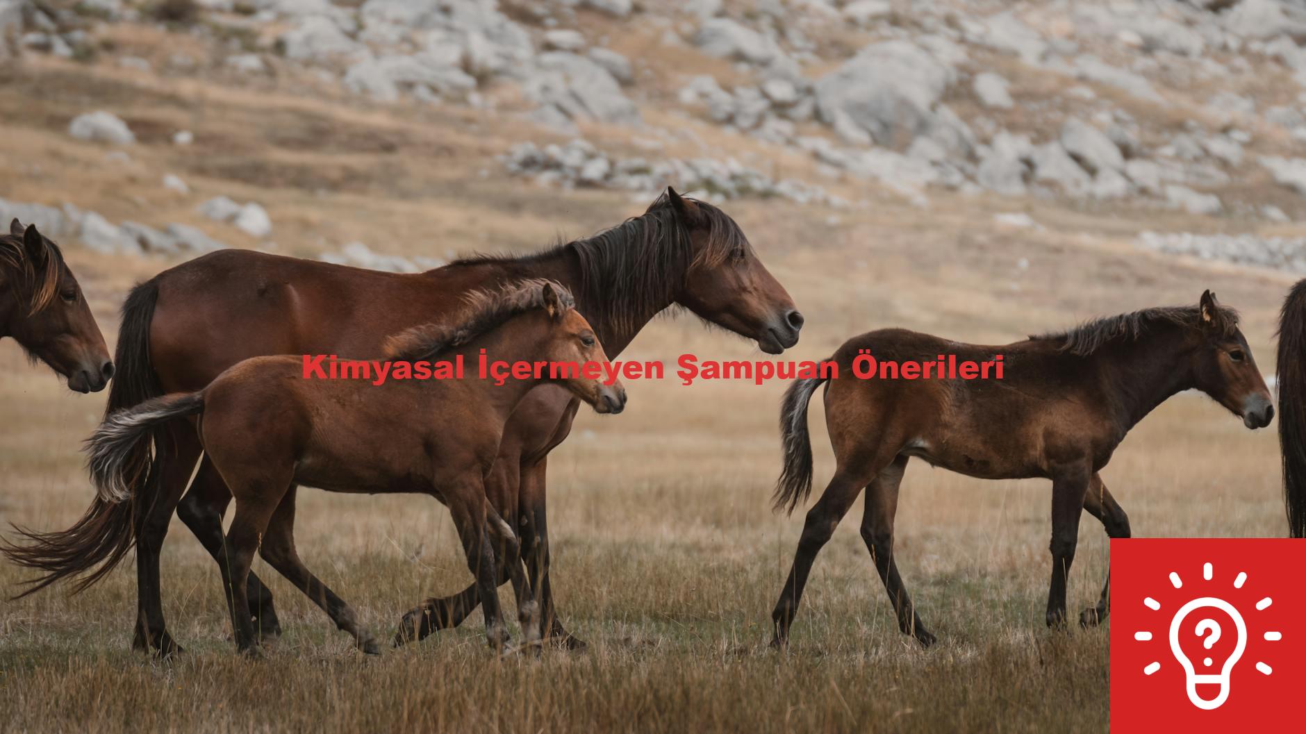 Kimyasal İçermeyen Şampuan Önerileri