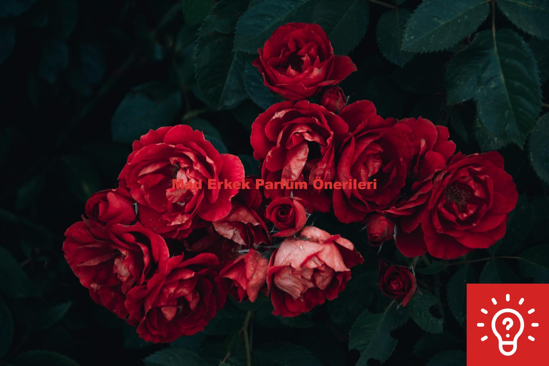 Mad Erkek Parfüm Önerileri