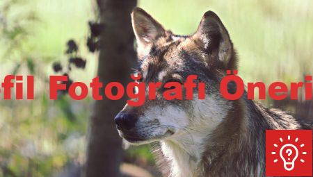 Profil Fotoğrafı Önerileri