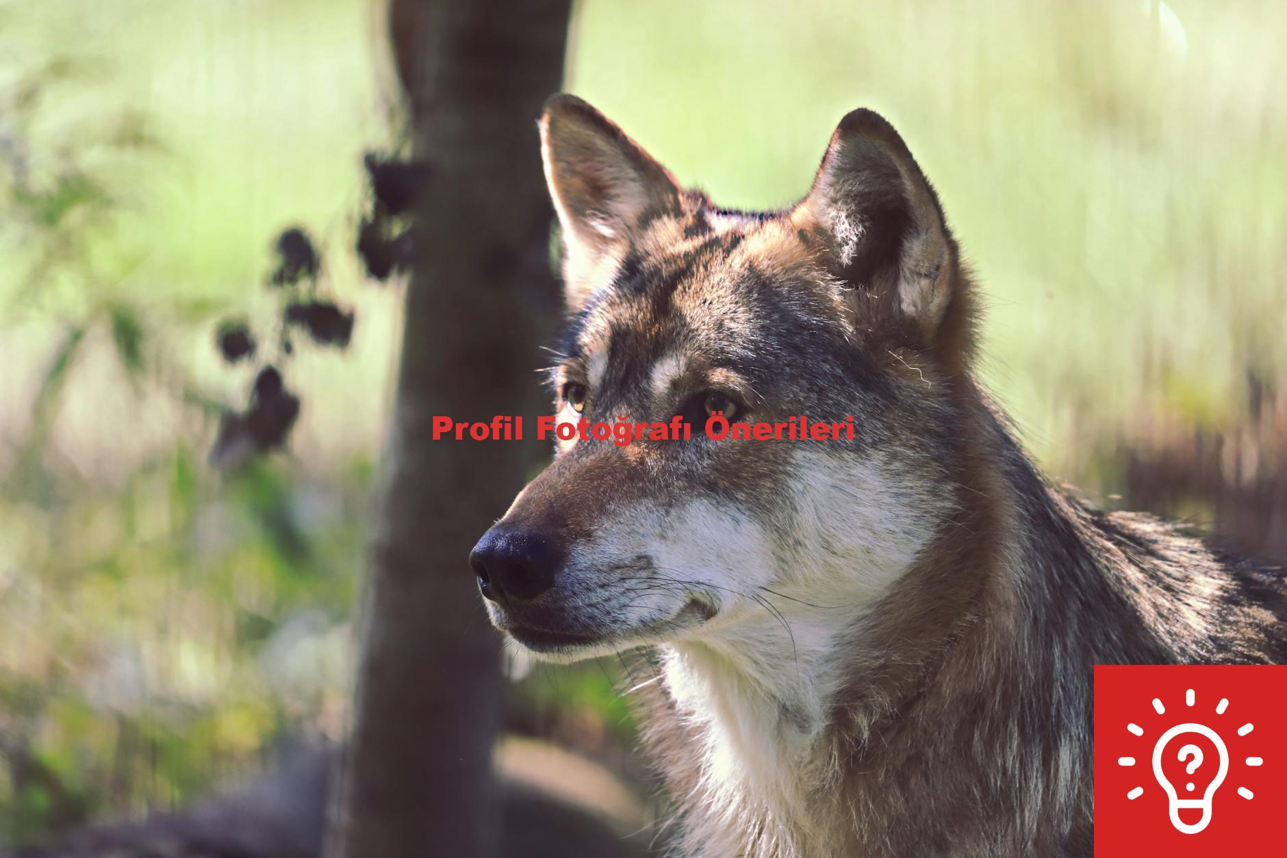 Profil Fotoğrafı Önerileri