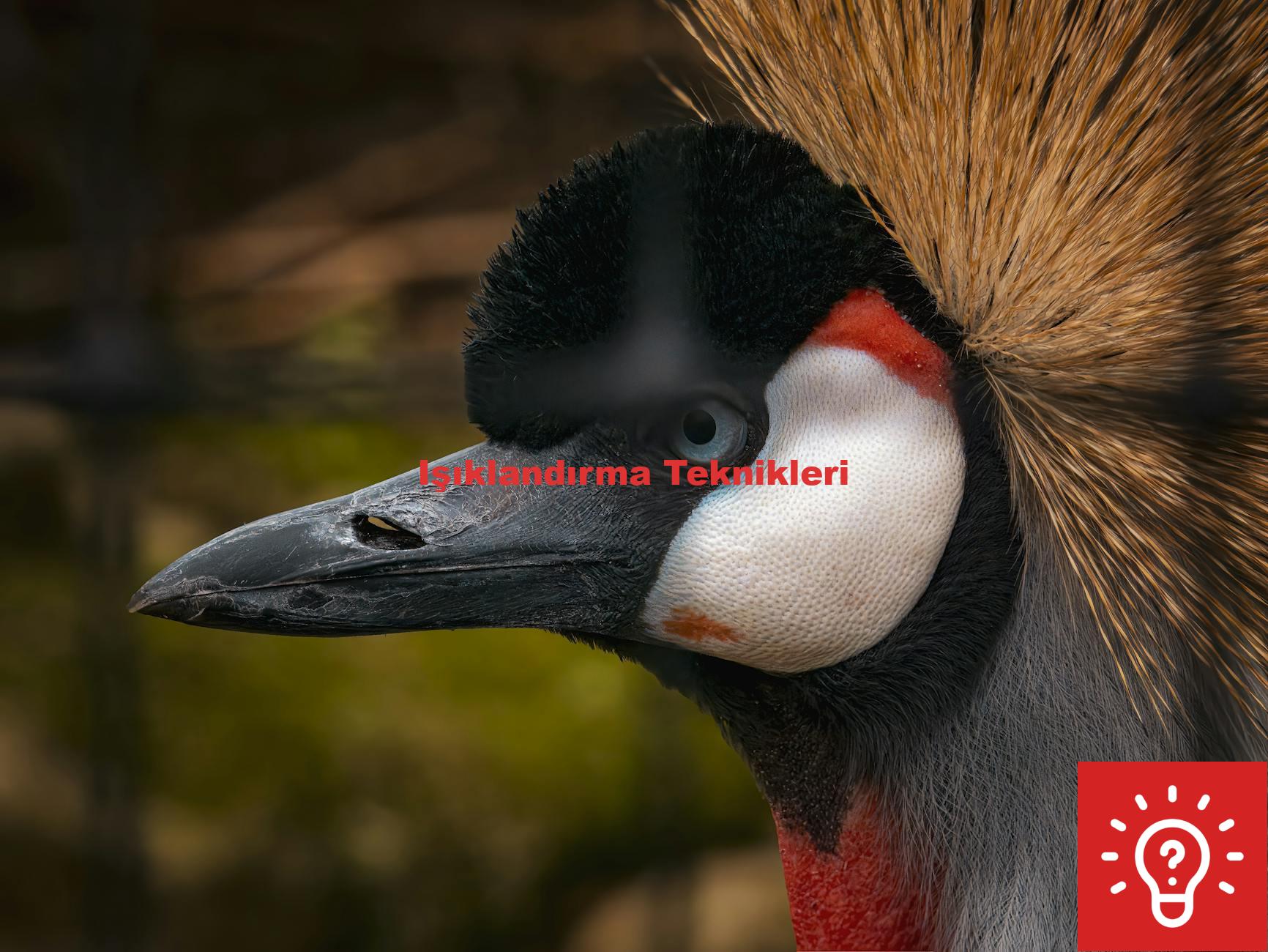 Işıklandırma Teknikleri